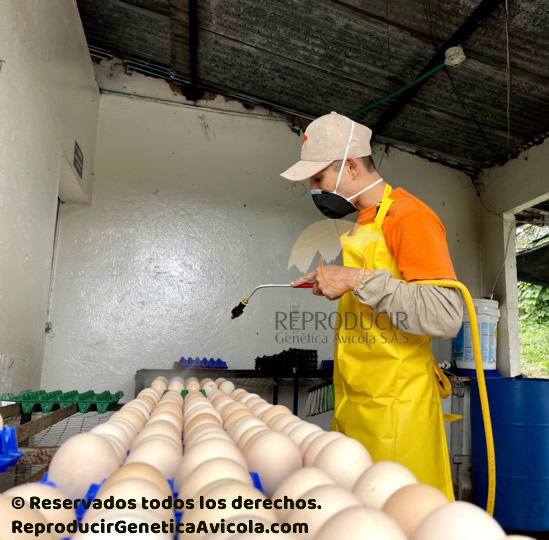 Granja Avicola Pollitos de 1 dia