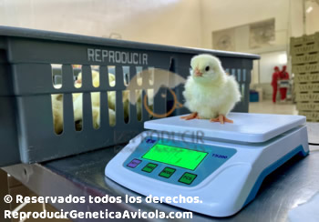 Transporte Pollito 1 dia de nacido