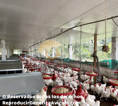 Huevo fertil Pollo reproductoras pesadas bogota