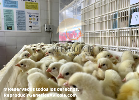 Venta Pollito de un dia Colombia